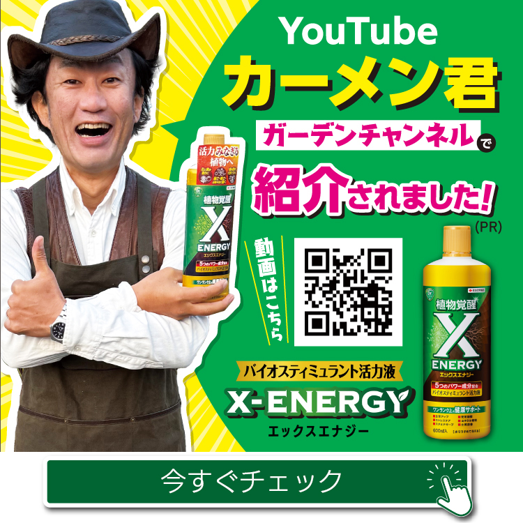 YouTubeをチェック