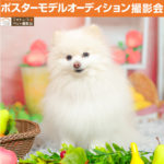 わんちゃんポスターモデルオーディション